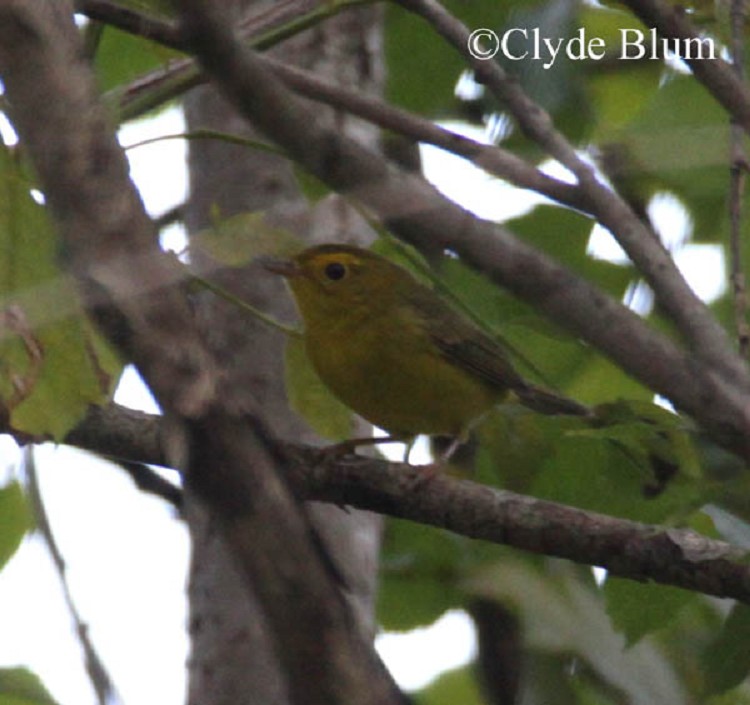 Birding Trails - Tennessee Wildlife Resource Agency | Wilson's Warbler
