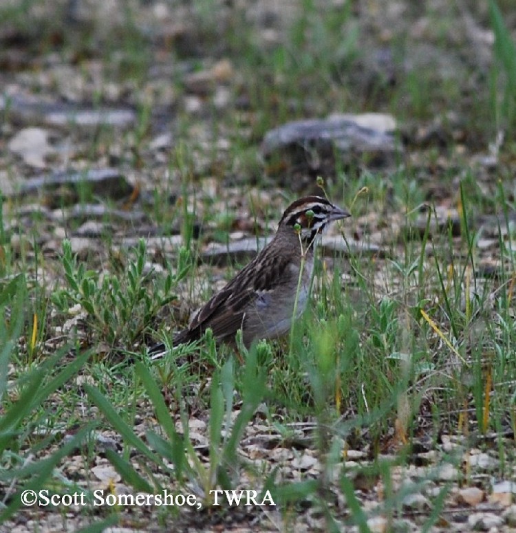 tennessee watchable wildlife lark sparrow habitat tennessee watchable wildlife lark sparrow habitat