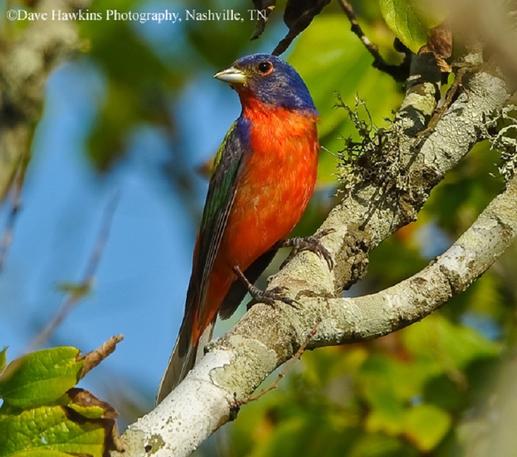 Tennessee Watchable Wildlife Painted Bunting Habitat TENNESSEE