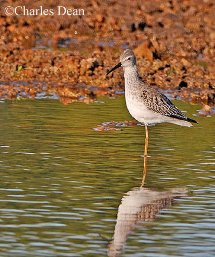 Tennessee Watchable Wildlife Stilt Sandpiper Habitat Water