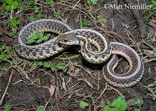 Tennessee's Watchable Wildlife