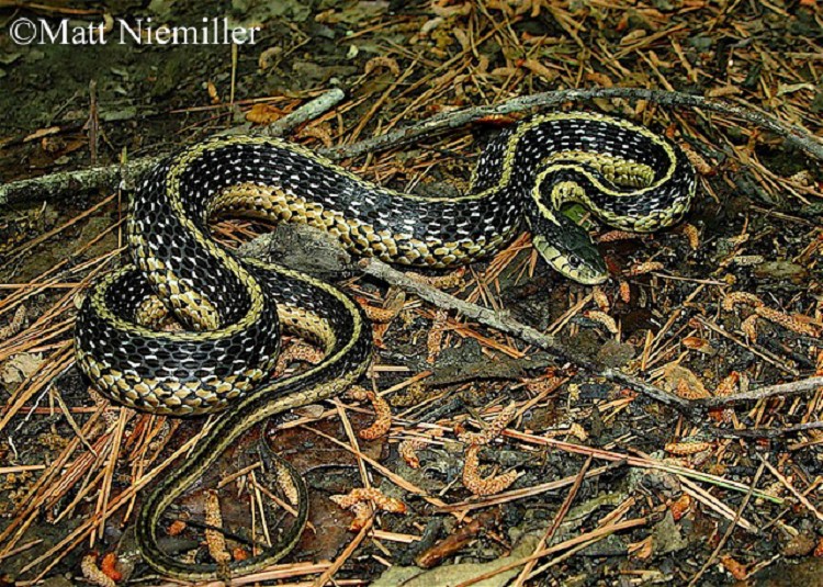 Non+Venomous+Snakes+of+Tennessee http://www.pic2fly.com/Non+Venomous+Snakes+of+Tennessee.html