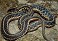 Tennessee's Watchable Wildlife