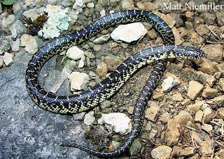 Tennessee's Watchable Wildlife