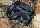 Tennessee's Watchable Wildlife