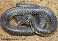 Tennessee's Watchable Wildlife