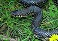 Tennessee's Watchable Wildlife