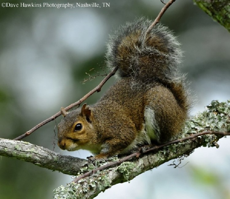 Grey squirrel essay