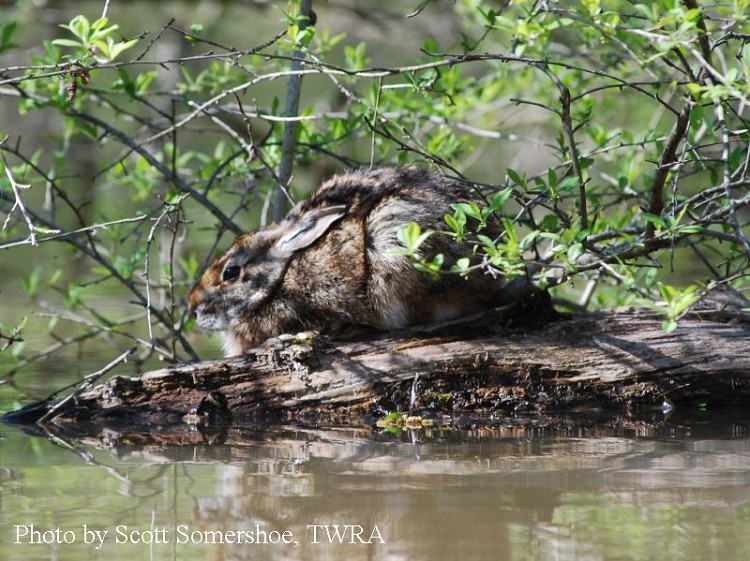 tennessee watchable wildlife swamp rabbit