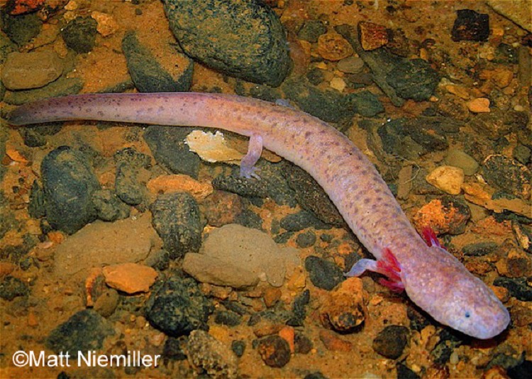 spotted salamander larvae food regimen