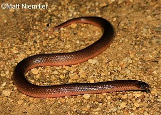 Tennessee's Watchable Wildlife