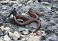 Tennessee's Watchable Wildlife