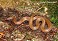 Tennessee's Watchable Wildlife