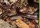 Tennessee's Watchable Wildlife