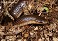 Tennessee's Watchable Wildlife