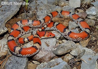 Tennessee's Watchable Wildlife