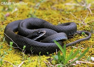 Tennessee's Watchable Wildlife
