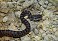 Tennessee's Watchable Wildlife