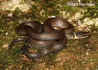 Tennessee's Watchable Wildlife