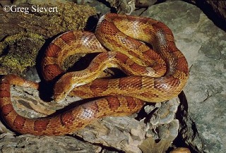 Tennessee's Watchable Wildlife