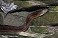 Tennessee's Watchable Wildlife