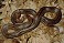 Tennessee's Watchable Wildlife