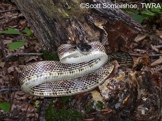 Tennessee's Watchable Wildlife