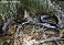 Tennessee's Watchable Wildlife