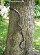 Tennessee's Watchable Wildlife