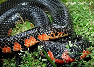 Tennessee's Watchable Wildlife