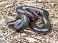 Tennessee's Watchable Wildlife