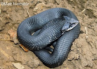 Tennessee's Watchable Wildlife