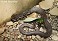 Tennessee's Watchable Wildlife