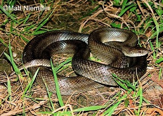 Tennessee's Watchable Wildlife