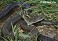 Tennessee's Watchable Wildlife