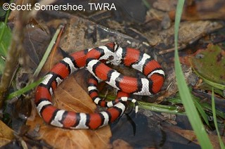 Tennessee's Watchable Wildlife