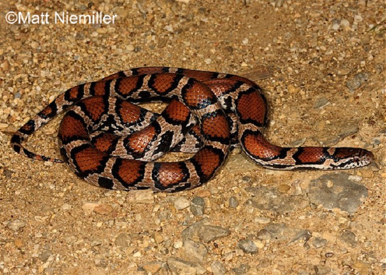 Pictures+of+East+Tennessee+Snakes account for most of the snakebites reported in tennessee http www ...