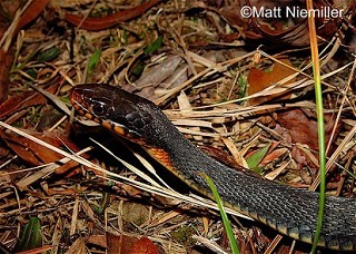 Tennessee's Watchable Wildlife