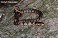 Tennessee's Watchable Wildlife