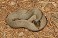Tennessee's Watchable Wildlife