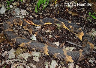 Tennessee's Watchable Wildlife