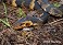 Tennessee's Watchable Wildlife