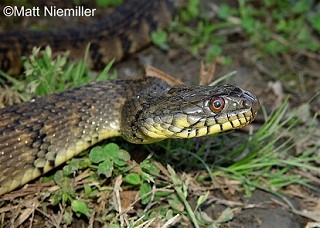 Tennessee's Watchable Wildlife