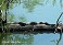 Tennessee's Watchable Wildlife