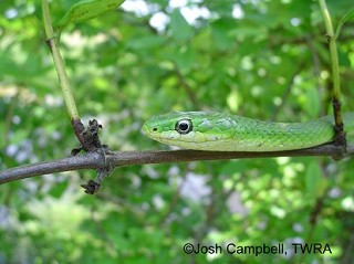 Tennessee's Watchable Wildlife