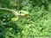 Tennessee's Watchable Wildlife