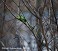 Tennessee's Watchable Wildlife