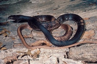 Tennessee's Watchable Wildlife
