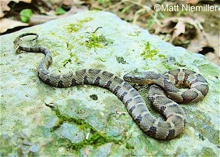 Tennessee's Watchable Wildlife