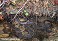 Tennessee's Watchable Wildlife